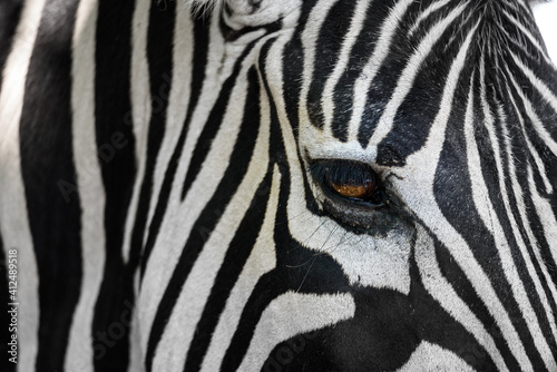 Close-up Zebra Auge