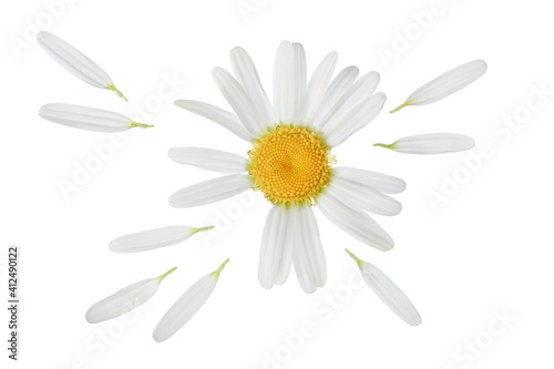 chamomile or daisies isolated on white background with clipping path. Set or collection. © kolesnikovserg