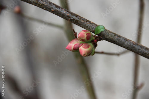 trio de bourgeons sur une branche photo