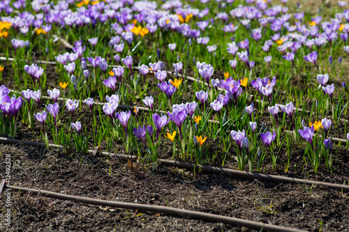 Fototapeta Naklejka Na Ścianę i Meble -  Crocus meadow urban landscaping automatic irrigation