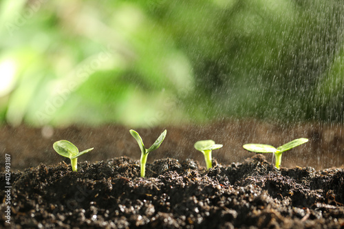 Sprinkling water on green seedlings growing in soil, closeup