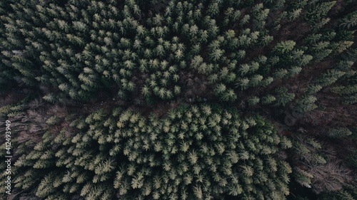 Aerial top view forest tree