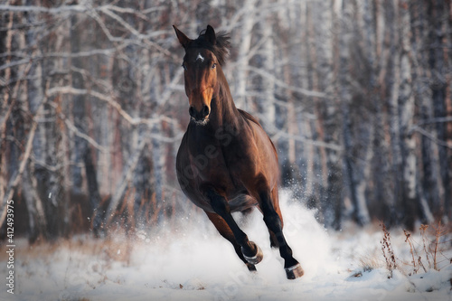 Photos Holstein horse