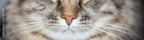 Cat nose close up