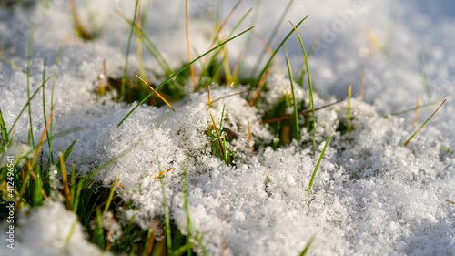 Green Grass Field with Morning melting Snow and Frost forming ice crystals © Pluto119