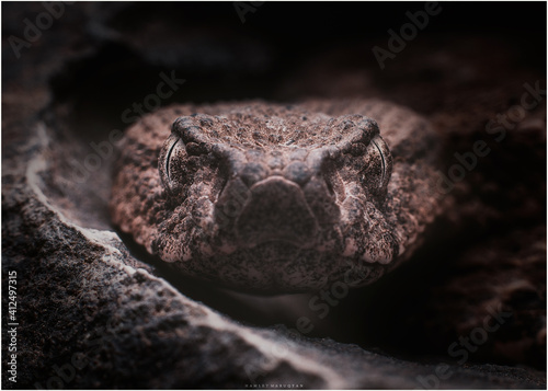 Fotografie close up of a Snake
