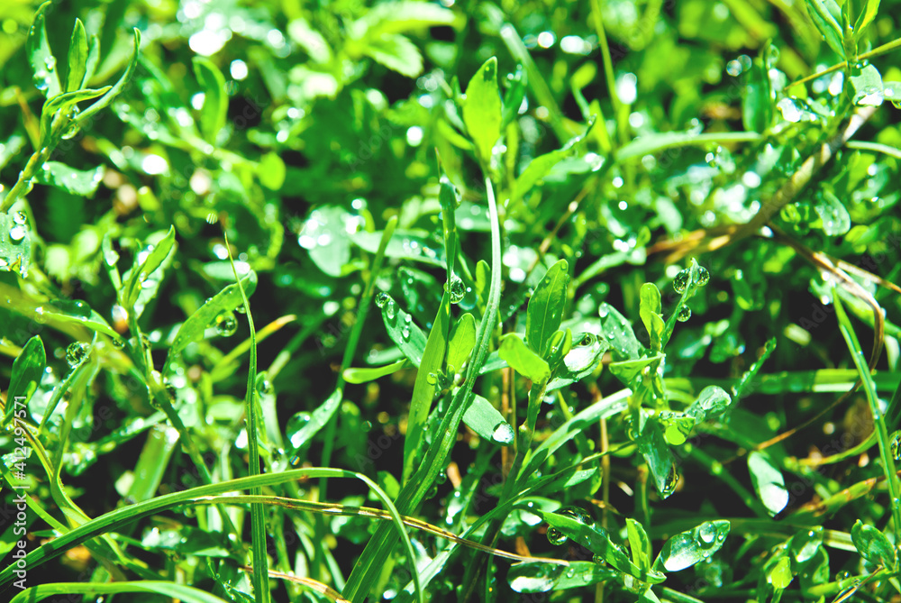 green grass green grass