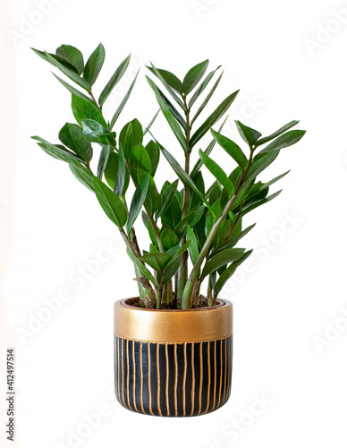 ZZ plant in elegant flowerpot