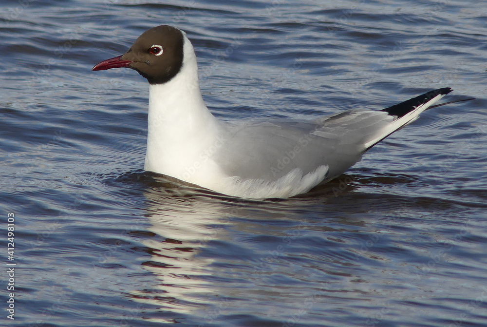 Black-headed gull swimming in the sea Black-headed gull swimming in the sea