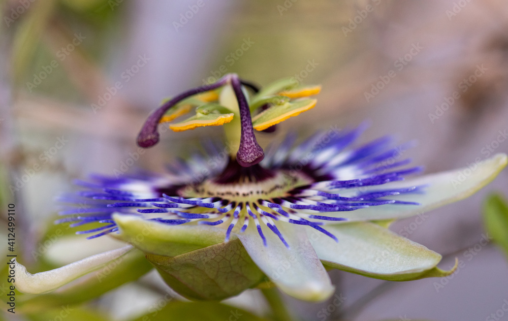 flower with macro in a lot of detail