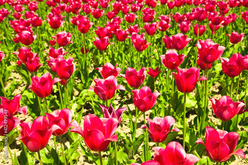 tulip field