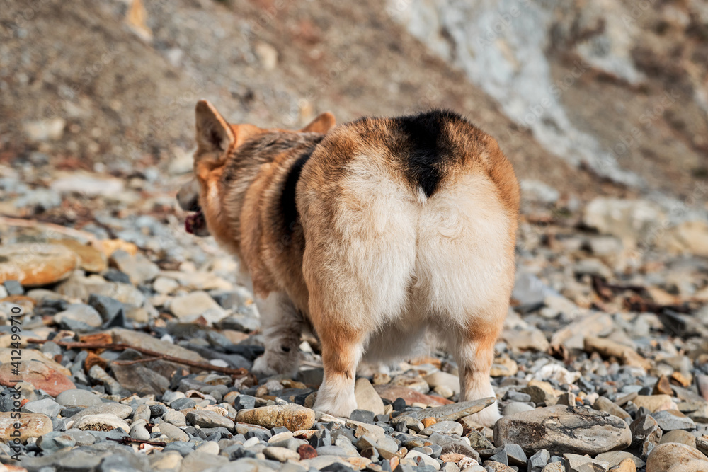 Charming little short legged British Shepherd. Popular breed of dog is corgi. Welsh Corgi Pembroke tricolor on beach, rear view of furry butt.