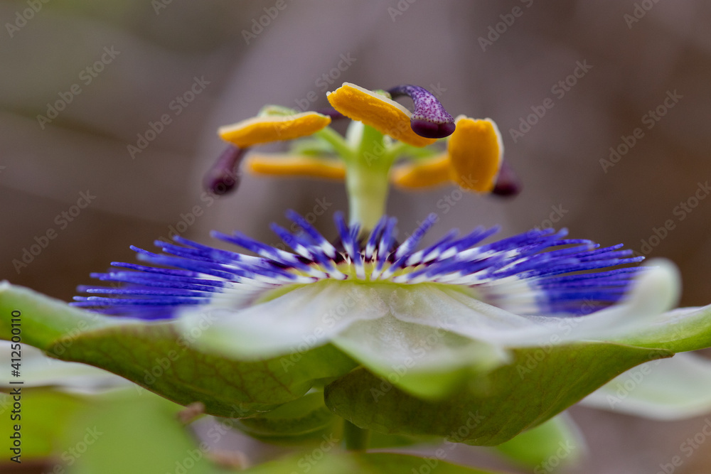 flower with macro in a lot of detail