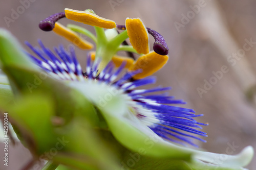 flower with macro in a lot of detail
