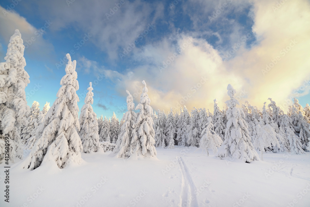 schneebedeckter Wald 