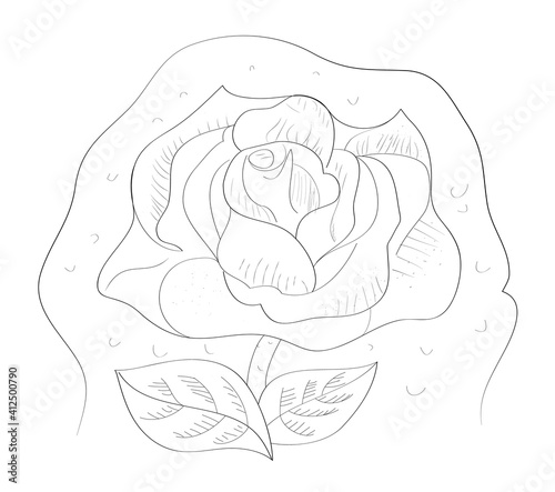 vector illustration of rose in graphic. abstract art with rose, rose tattoo