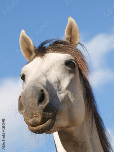 Grey Horse Headshot