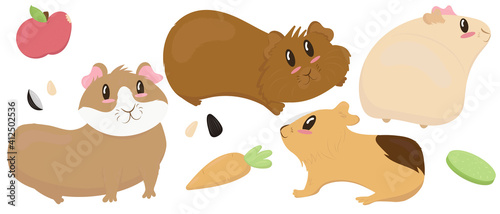 set of cute guinea pigs - beige, brown, ginger, smooth-haired and shaggy, cute pet rodent, vector illustration in flat style