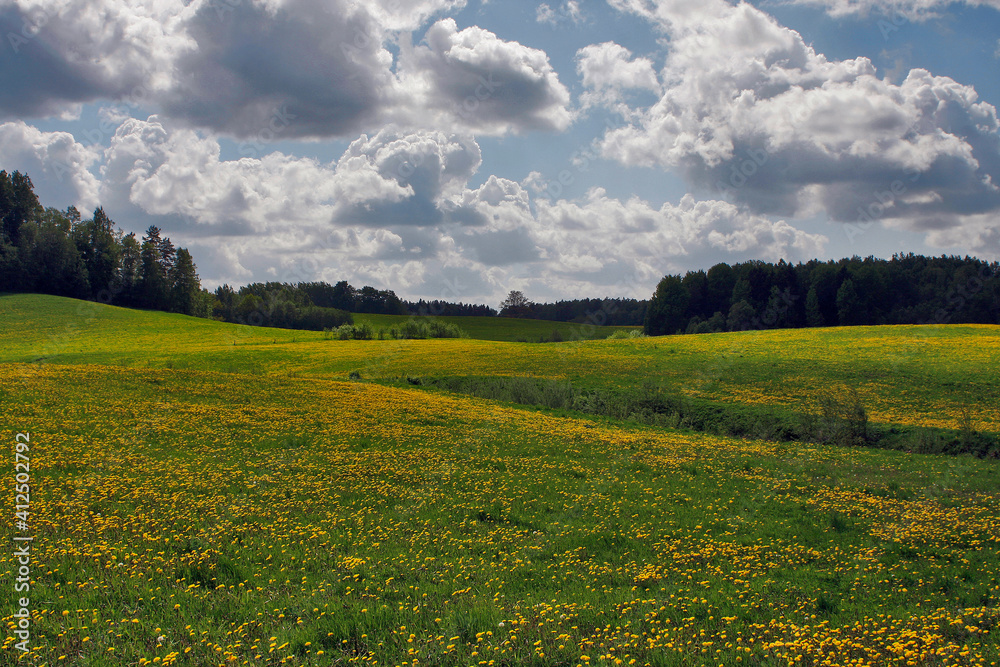 Dandelion meadow on a sunny day