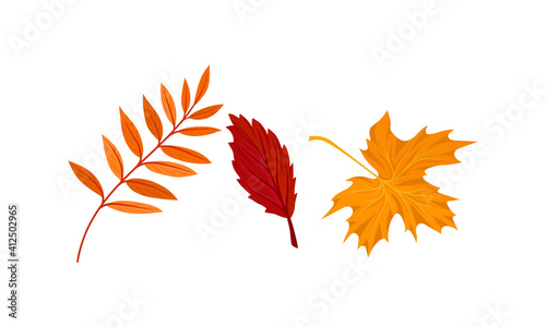 Bright Autumn Leaf with Fibres and Broad  Flat and Thin Surface Vector Set