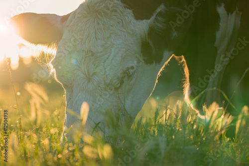 Fototapeta Naklejka Na Ścianę i Meble -  Hereford cow eating grass
