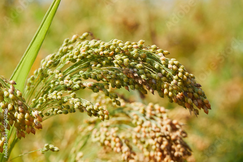 Plant of Panicum Miliaceum, commonly known as Proso Millet or Common Millet, on a blurry yellow green color background, close up photo
