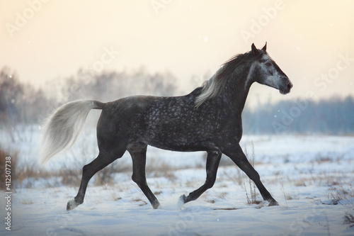 Orlov Trotter horse