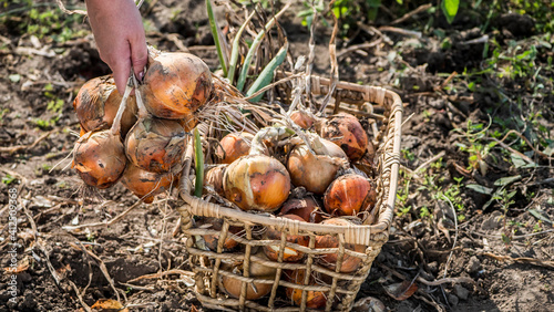 Farmer puts onion bulbs in the basket, harvesting on the bed