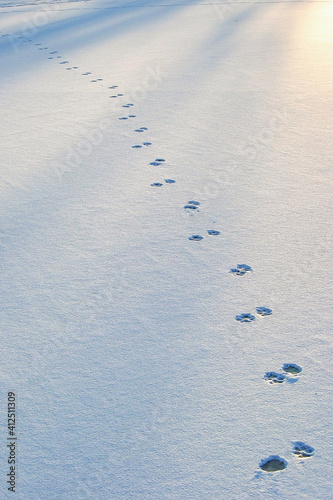 traces of animals on white snow
