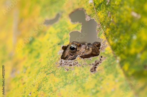 The Swamp Frog with The Rough Skin photo