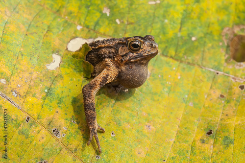 The Swamp Frog with The Rough Skin photo