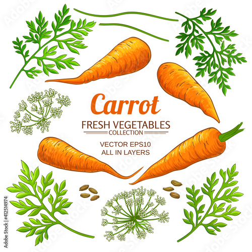 carrot elements vector set