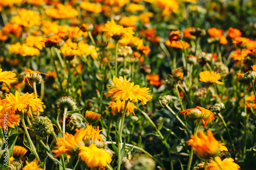 beautiful blooming yellow and orange flowers in the field