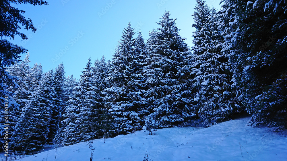 Fototapeta premium The Christmas trees are completely covered with snow. Snow fairy tale in the mountains. Clouds, sun and blue sky. Snow on the mountains and in the forest. Coniferous trees in the snow.