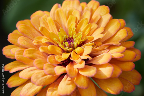 Close up of zinnia flower blooming in the orchard