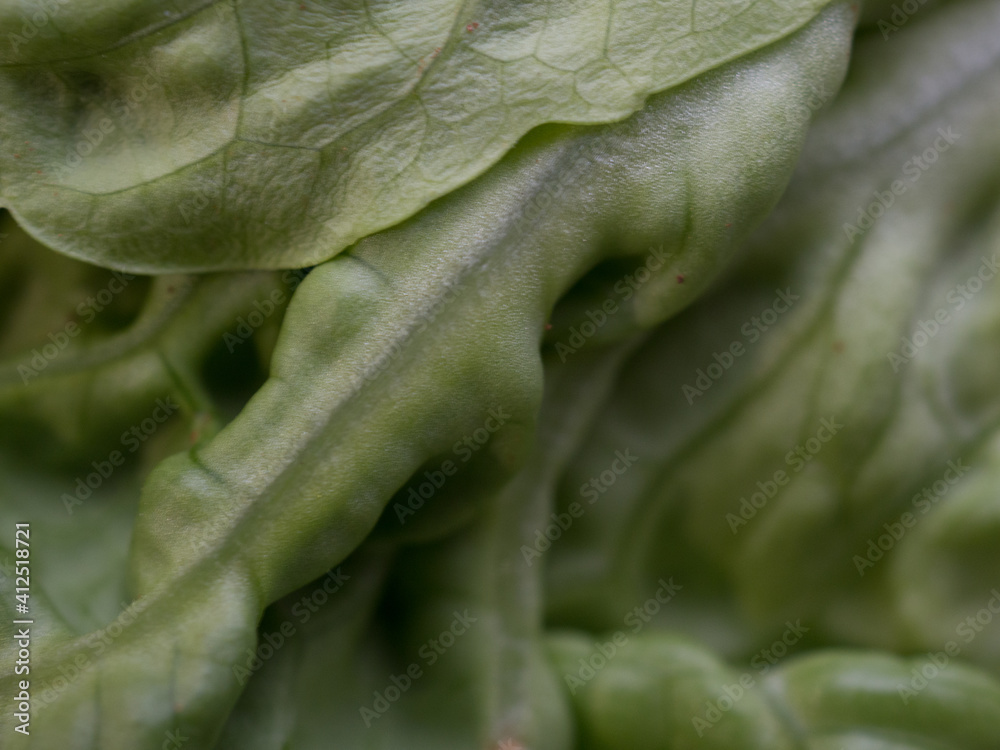 Fototapeta premium Textured background of organic lettuce close up