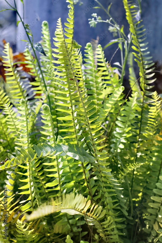 Green fern leaves under the sunlight with a blurry background