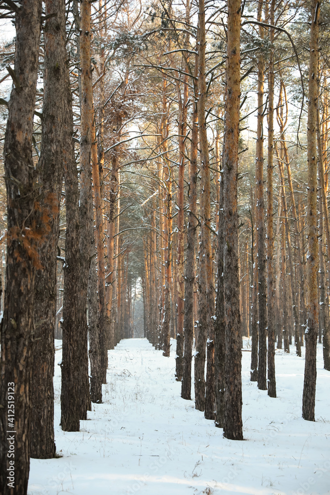 Beautiful forest covered with snow in winter