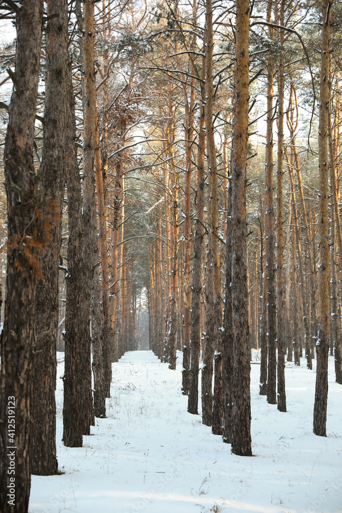Beautiful forest covered with snow in winter Beautiful forest covered with snow in winter