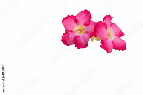 Azalea flower isolated on white background