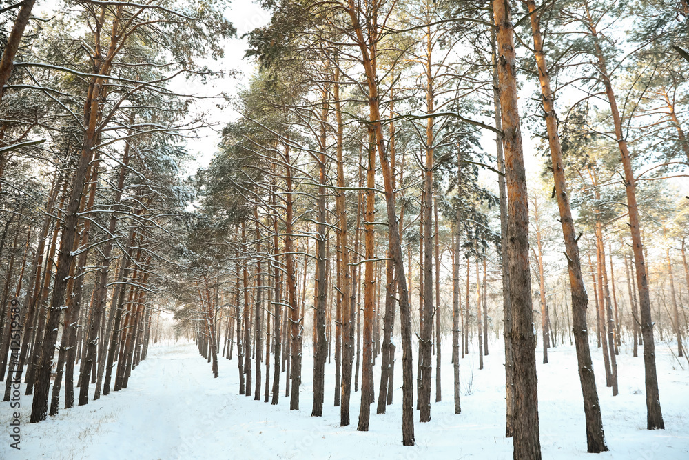 Beautiful forest covered with snow in winter