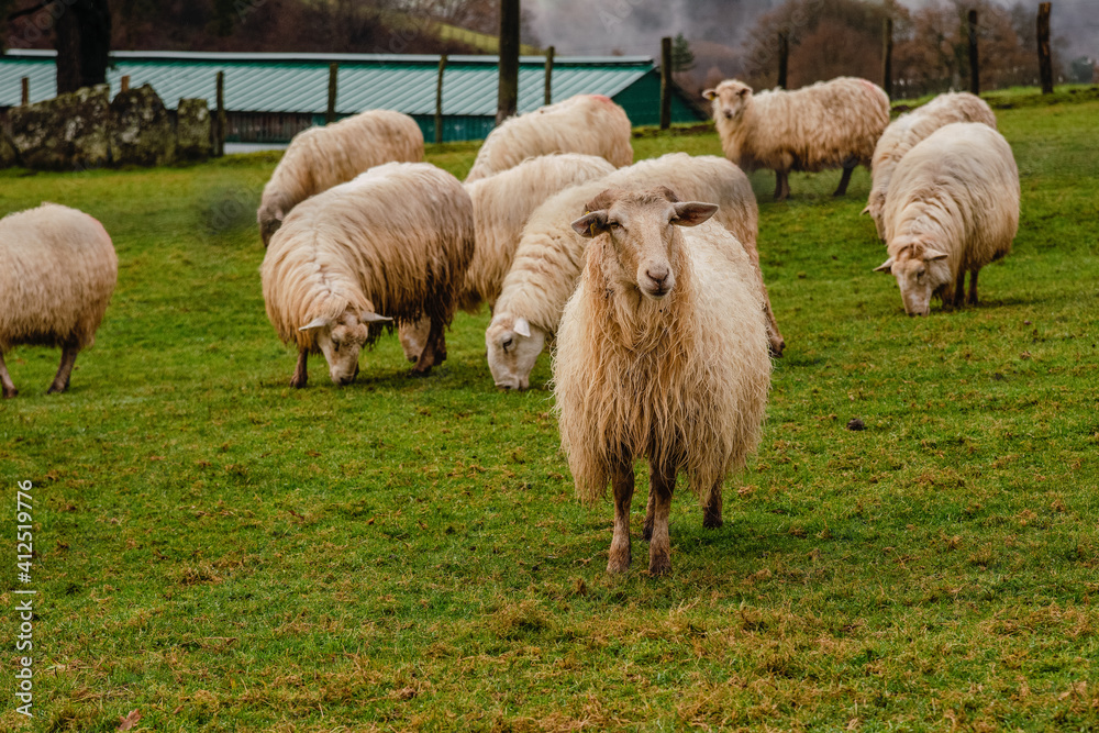 Group of sheep grazing in a field of green grass