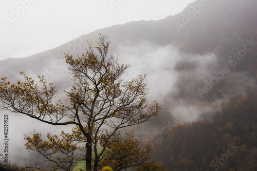 Tree with thin branches and orange leaves. Autumn mountain in the background, with trees covered in orange trees.