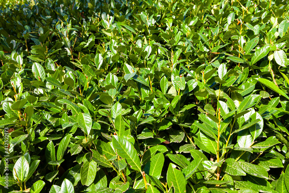 Obraz premium Bushes in the park. Close up of hedges.