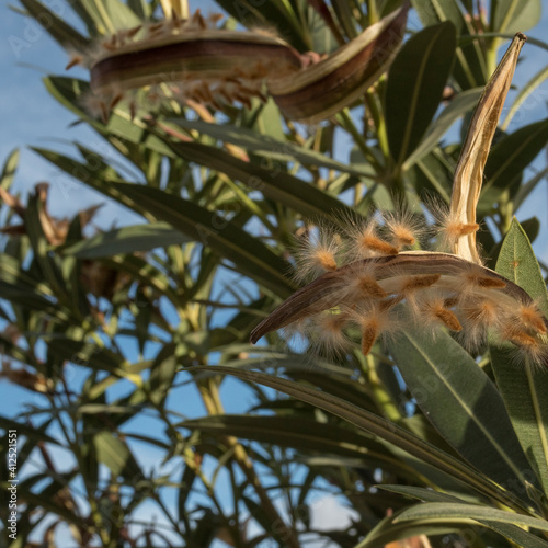 baladre tree with green leaves and pods with a multitude of brown seeds about to fall and be blown away by the wind and the blue sky in the background. © Jose