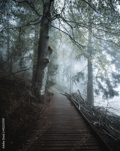 Fototapeta Naklejka Na Ścianę i Meble -  foggy footpath near lake mummelsee in black forest germany