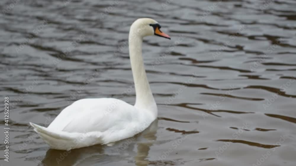 White swan drinks water and swims in the lake White swan drinks water and swims in the lake
