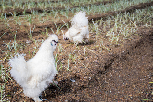 Silkie chicken. A beautiful silkie (silky) chicken on a grass background