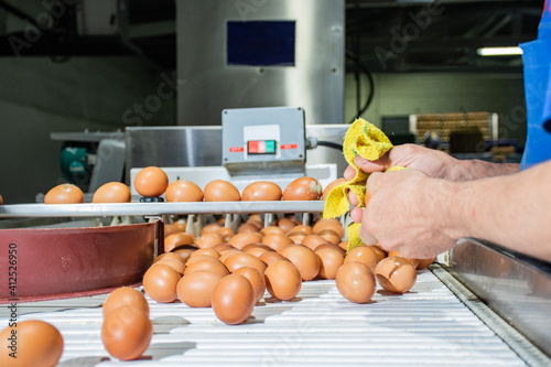 A worker's hand checks the eggs for microcracks in a special backlit bunker. Poultry farm. Industrial egg production line.