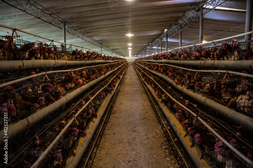 Factory producing eggs and broilers. Young white egg-laying hens in cages on a chicken farm. Bright lamps in the aisle between rows of bird cages.